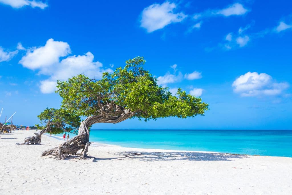 Aruba Tourism - Iconic Divi Divi tree on Aruba's white sand beach featured on Aruba TV Plus