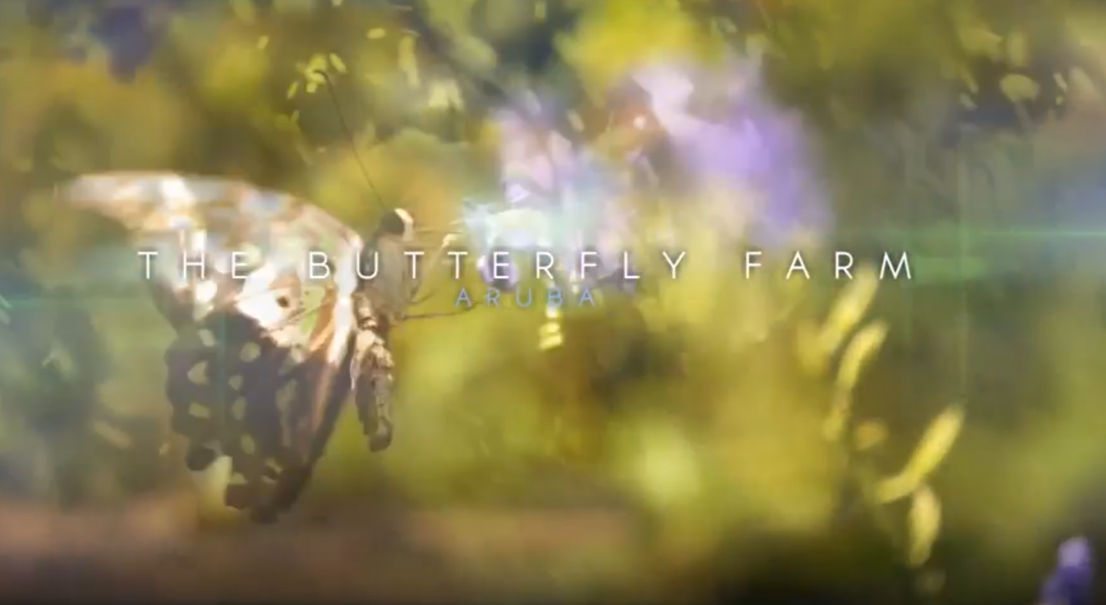 The Butterfly Farm Aruba